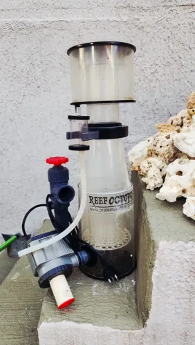 Skimmer octopus 