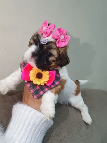 Shitzu femeas e macho micro