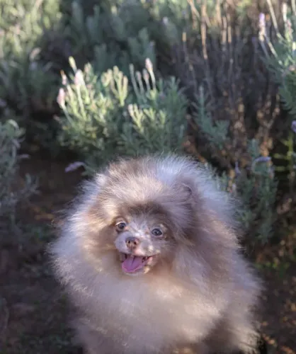Spitz alemão