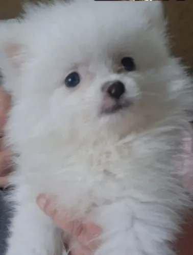 Filhotes de Spitz Alemão Anão