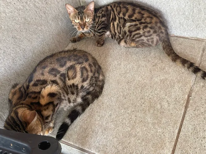 Bengal 