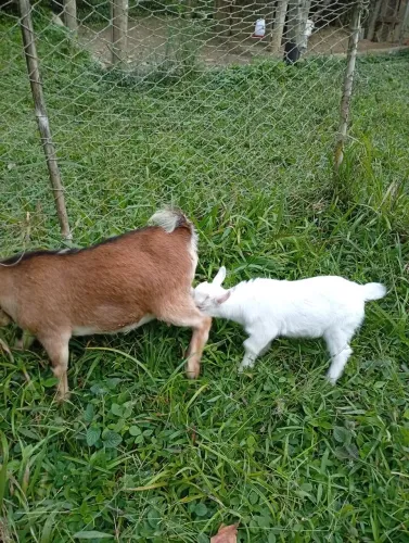 Vendo filhote de mini cabra macho 