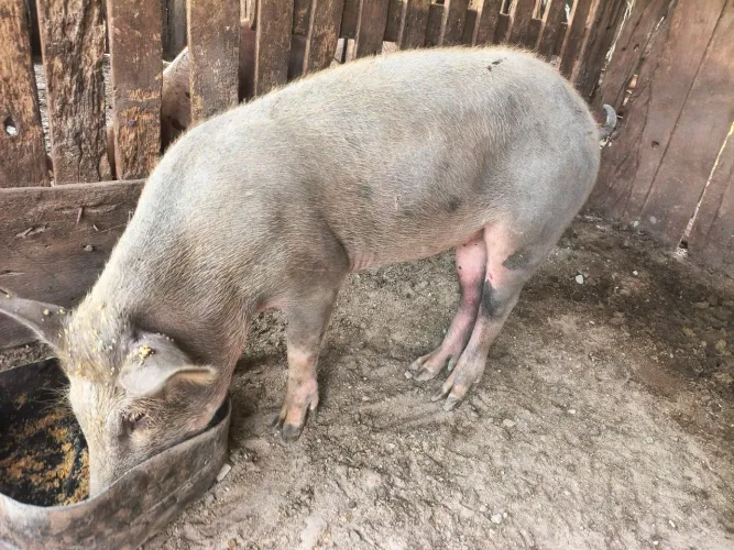 Porca  caipira