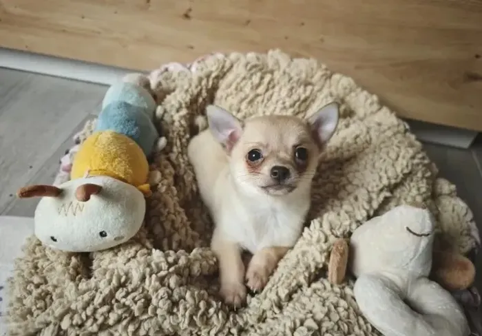 Filhotinhos Chihuahua miniatura e muito carinhosos com a família