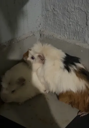 Vendo porquinho da índia raça sheltie barato pra ir logo