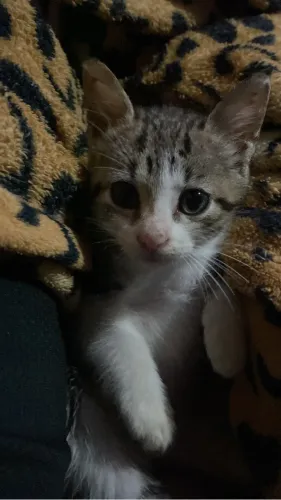 Gata para doação