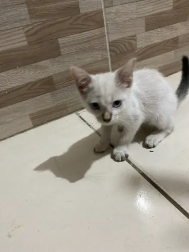 Gato macho pra adoção