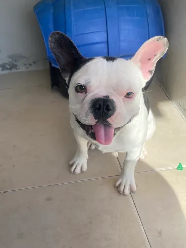 Filhote de Bulldog francês macho