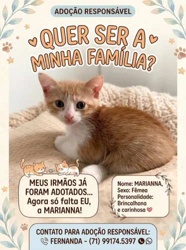 Gatinha, 2 meses