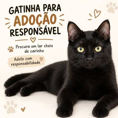 Gata para adoção