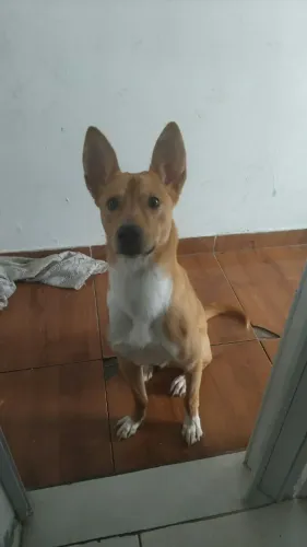 adoção responsável
