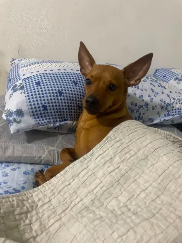 Pinscher n1
