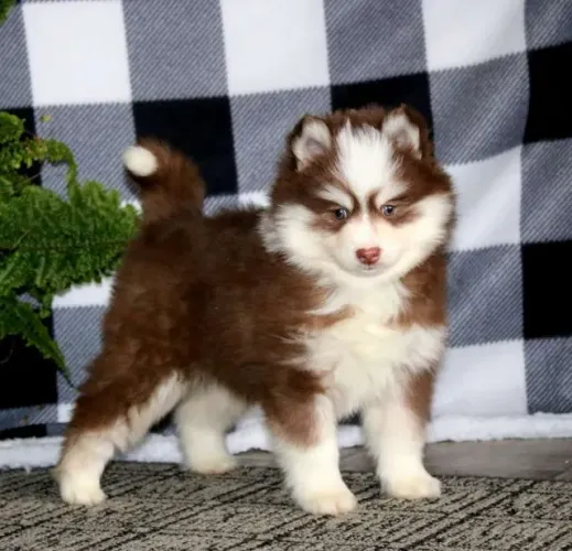 ? Husky olhos azuis ? raridade
