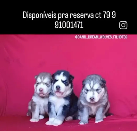 Husky siberiano disponível pra reserva 