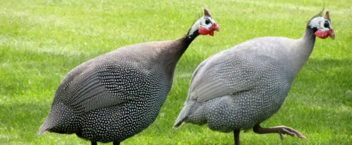Galinha da Angola 