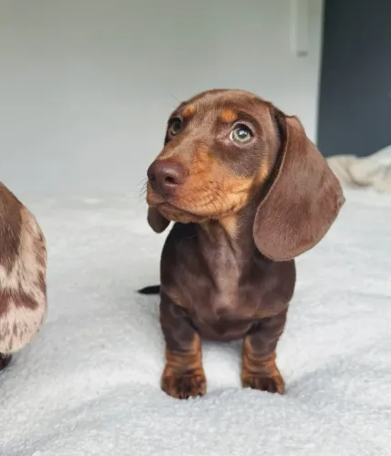 Basset teckel chocolate 
