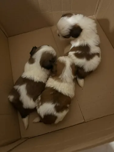 Filhotes de shitzu disponíveis 