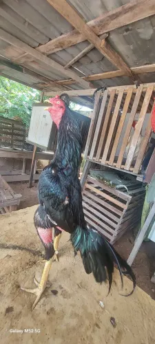 Galo reprodutor faço rolo