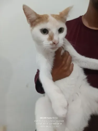 Doação de Gato macho castrado