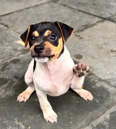 Filhote fox paulistinha- macho