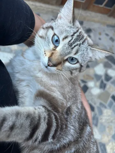 Gata tigre e doe-se com carinho
