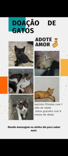 Doação de gatos