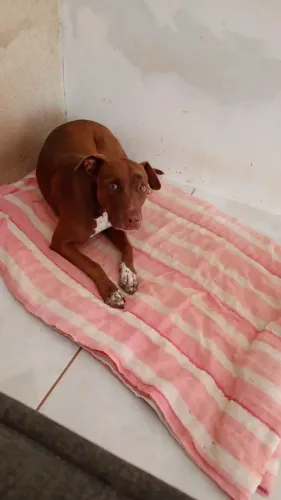 Procuro Pitbull marrom fêmea 