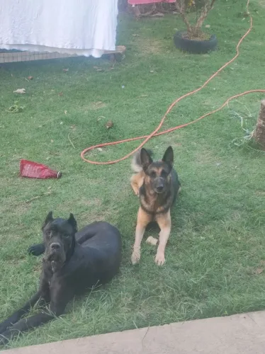 Vendo carne corso de 1 ano de idade