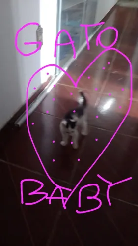 Gatos para adoção