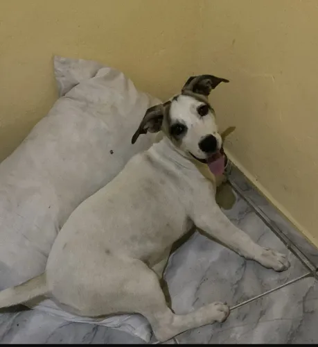 doação cachorrinha