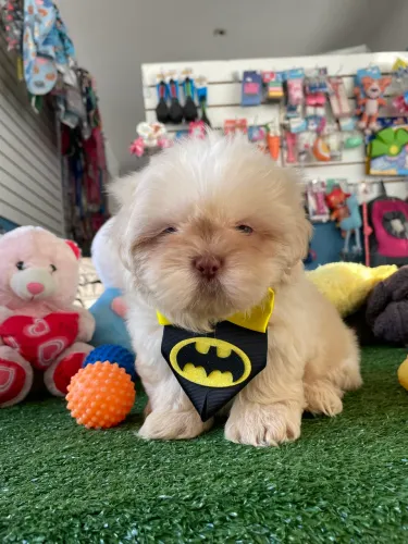 Shihtzu macho $1.300,00