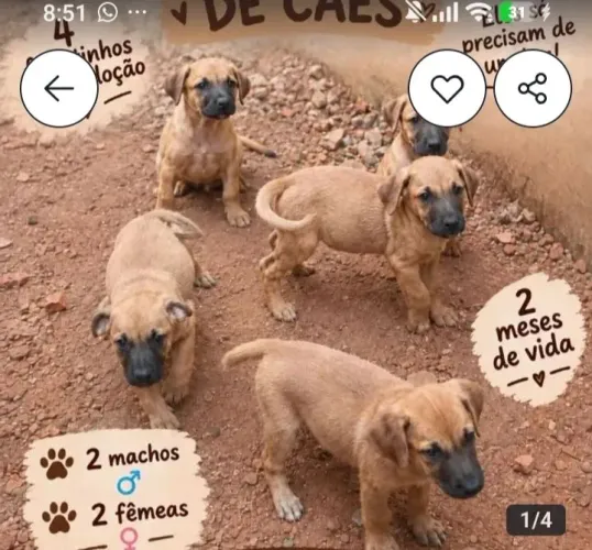 Disponível pra serem adotados