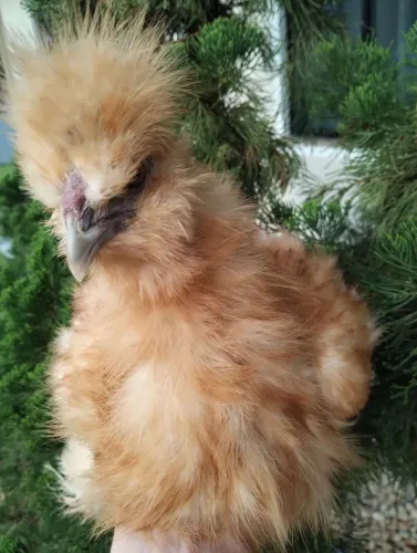 Galo sedosa