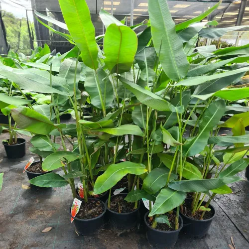 Helicônia rostrata 