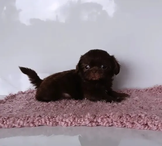 Linda Fêmea de Shihtzu Chocolate