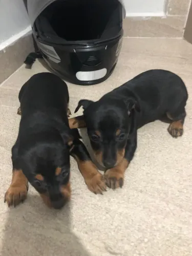 Pinscher Filhote