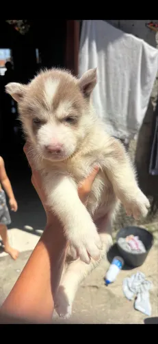? FILHOTE DE HUSKY SIBERIANO À VENDA ?