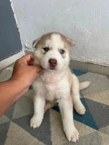 Vendo Filhote Fêmeas de Hunsk Siberiano 