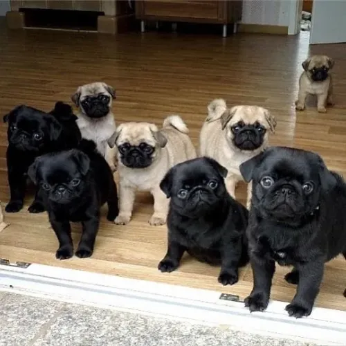 Pug Filhotes lindos