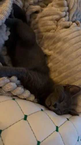 Filhotes de Russian blue