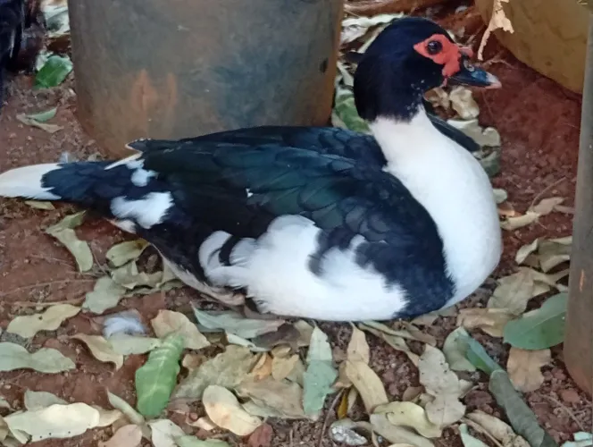 Vende-se patos, desde filhote até a fase adulta.