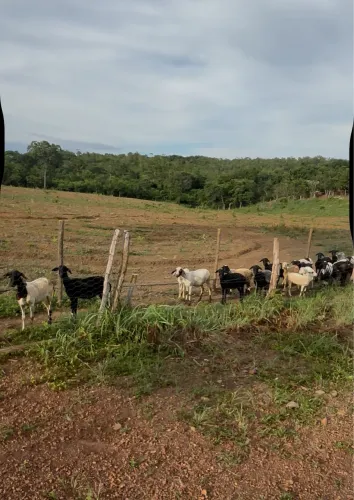 Vendo uma criação de Ovelhas.
