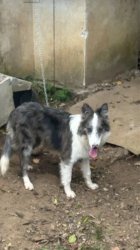 Border collie