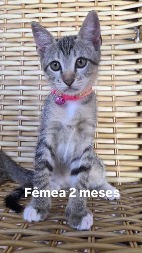 Gatinhos para adoção ?