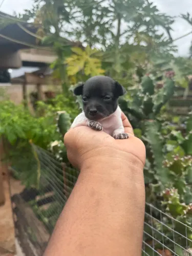 Pinscher fêmea zero miniatura 