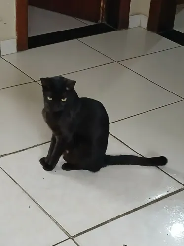 Doação Gata Preta! Urgente