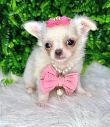 chihuahua pelo longo