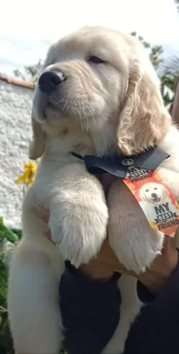 Golden Retriever filhotes liberados para reserva 