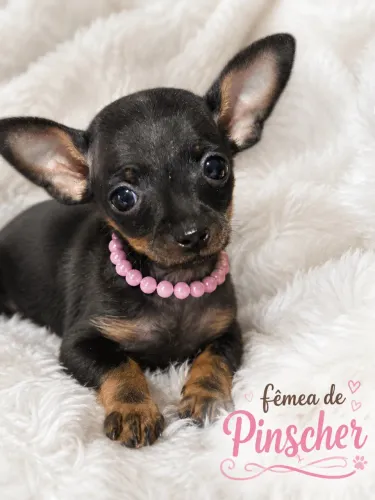 Fêmea de Pinscher 0