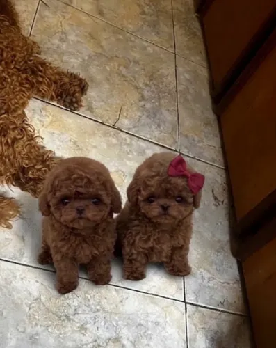 Poodle red 